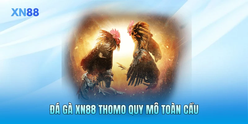 Đá gà XN88 Thomo quy mô toàn cầu Đá gà XN88 Thomo quy mô toàn cầu