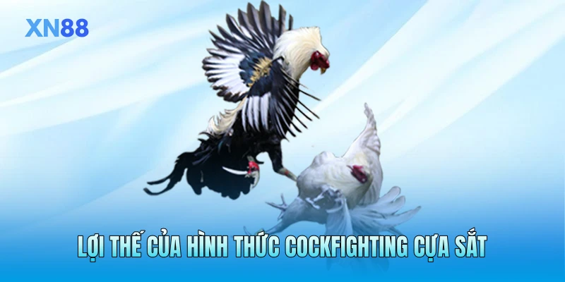 Lợi thế của hình thức cockfighting cựa sắt Lợi thế của hình thức cockfighting cựa sắt