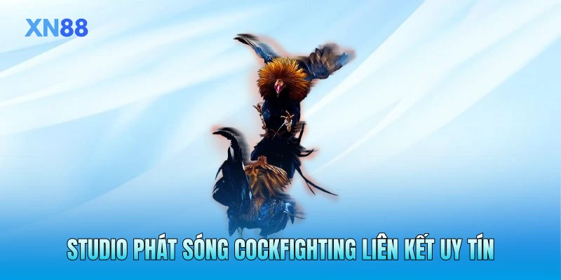 Studio phát sóng cockfighting liên kết uy tín Studio phát sóng cockfighting liên kết uy tín